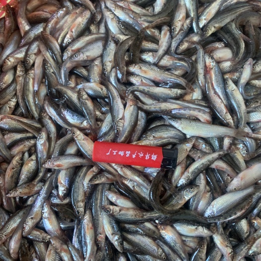 抚远市麦穗散冻，无杂，干净