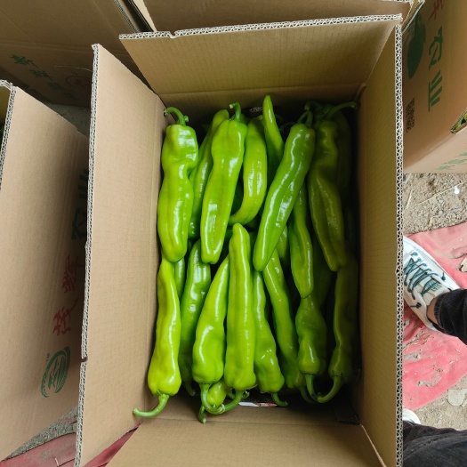 诏安县精品螺丝椒，黄皮椒