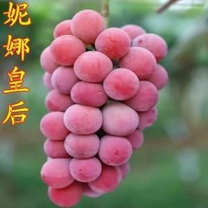 平邑县盆栽妮娜皇后葡萄苗，适合客厅，阳台种植，好吃又好看
