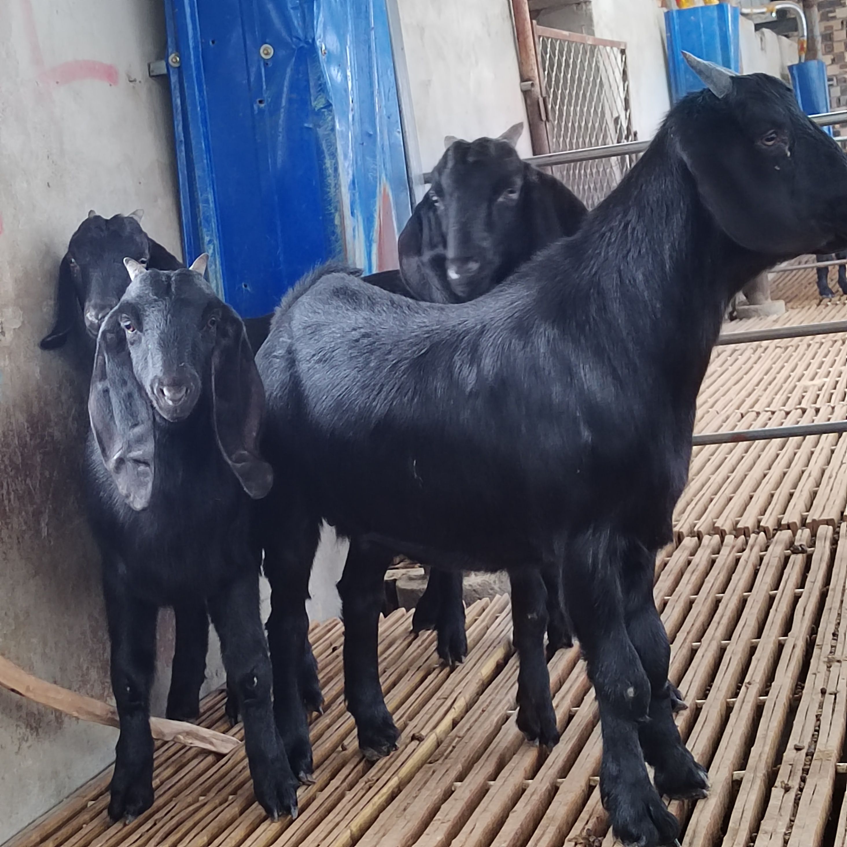 常年努比亚黑山羊  支持视频挑选免费送货 欢迎朋友选购