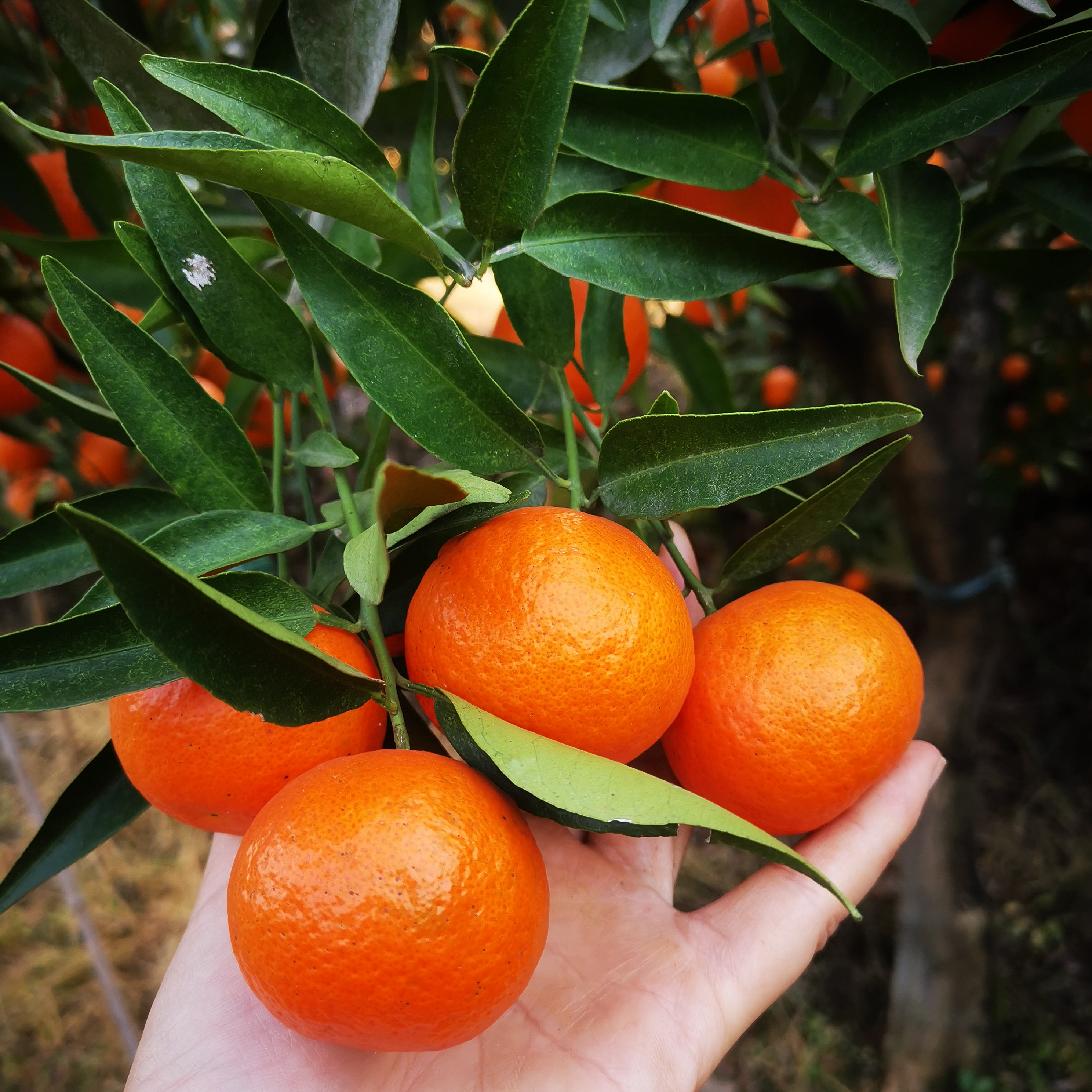 重庆唯独一家种植圣桔 数量有限蜜橘
