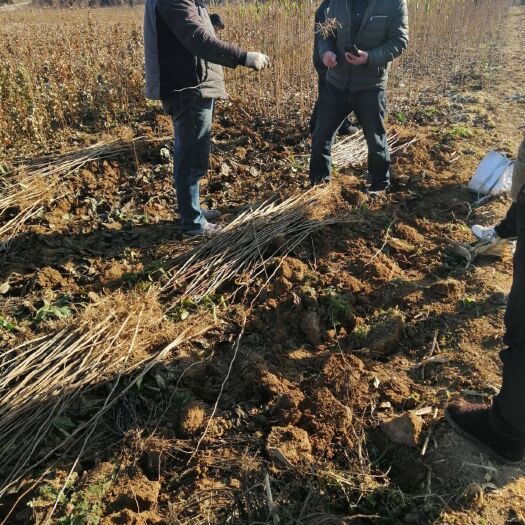 长沙杜仲
