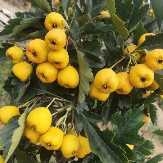 平邑县盆栽黄金豆甜山楂树苗，适合客厅，阳台种植，好看又好吃