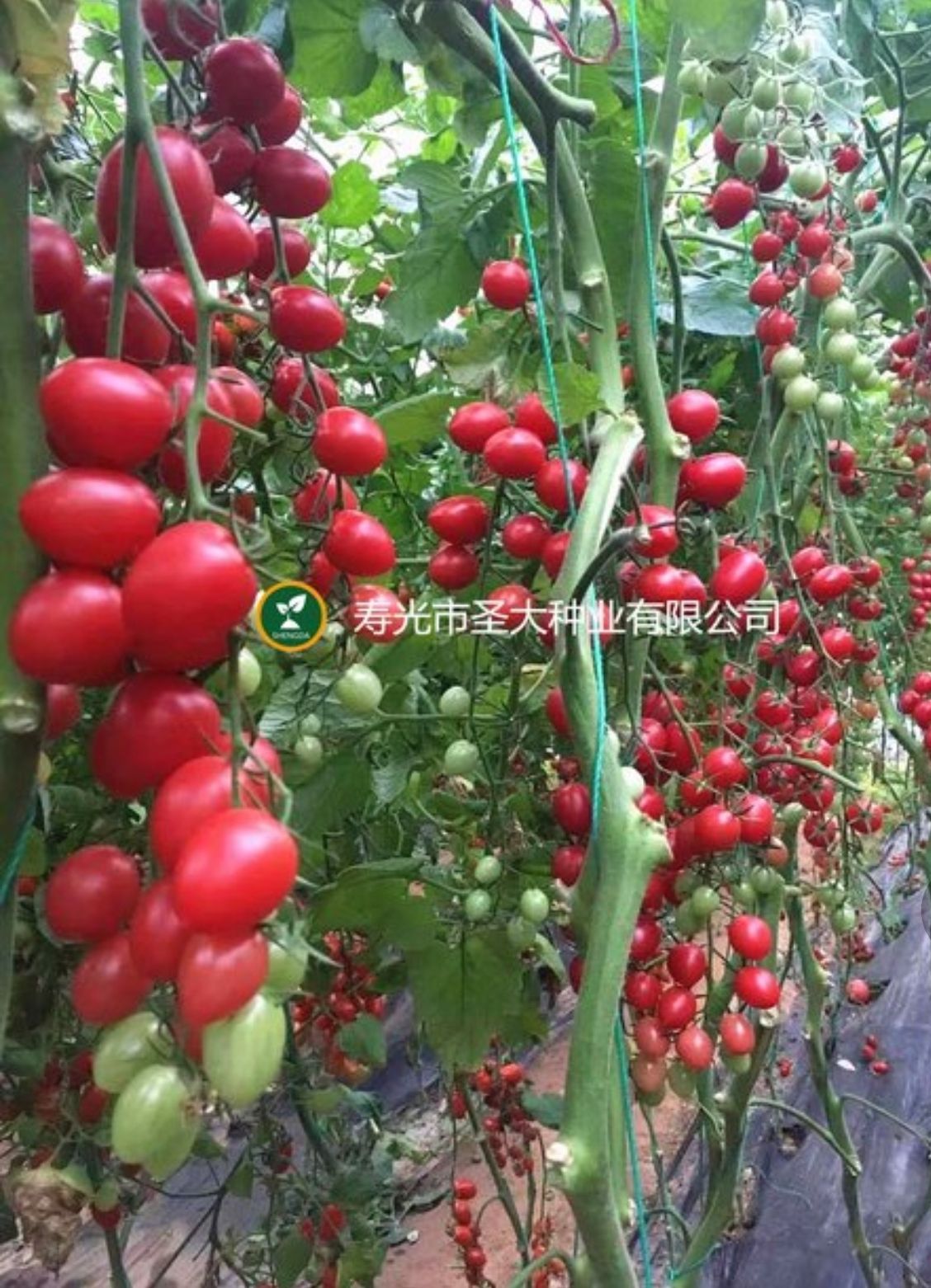 西红柿种子 千禧圣女果小番茄种子 四季番茄种子 樱桃番茄种子