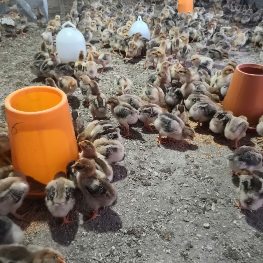 南宁k9脱温鸡，半大鸡苗。10只起发