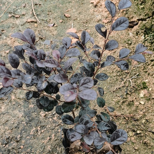 红花继木  红继木