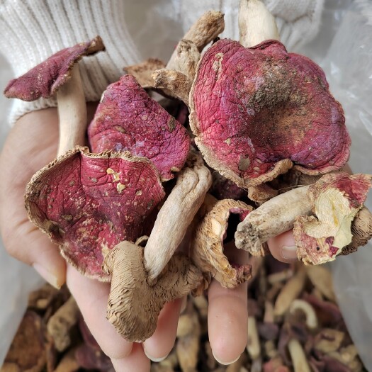 纯野生红菇 深山特产 全干自家采摘蘑菇正品
