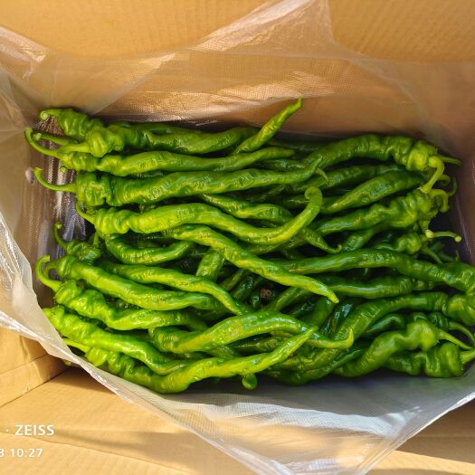 西昌市出售西昌（精品）螺丝椒