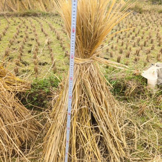 贞丰县2022的稻草