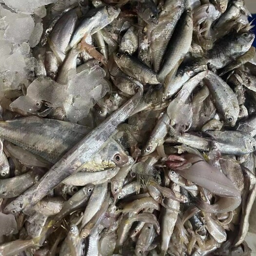 江门鱼肥喂虾喂鱼
