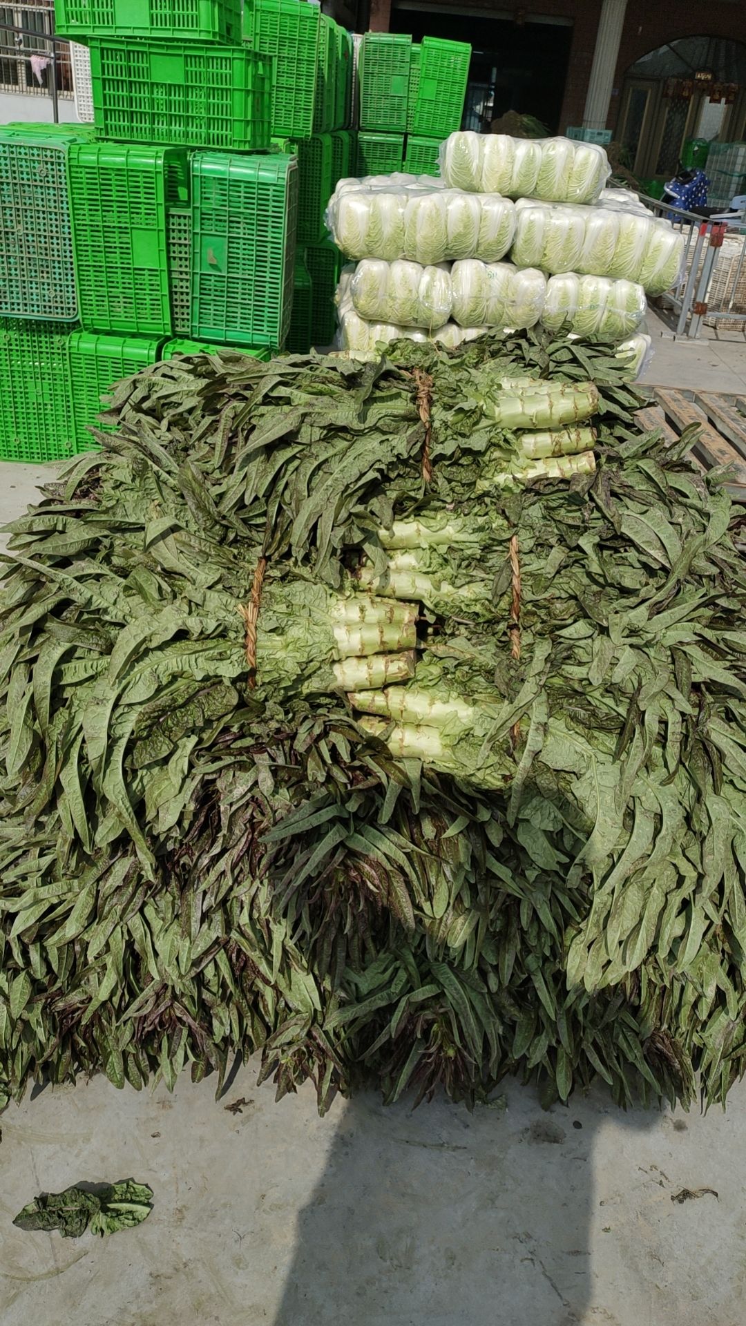 莴苣