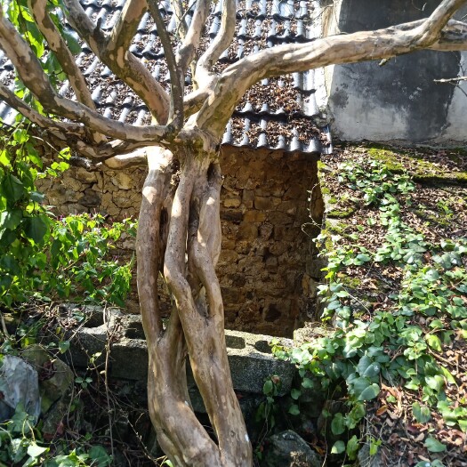 兴义市紫薇/紫金花/40年老品种