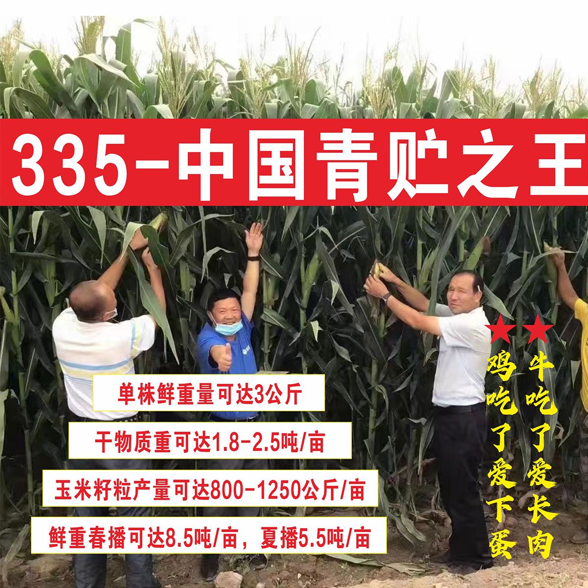 成都青储玉米种子营养好品质高生物产量达8500公斤青饲王335