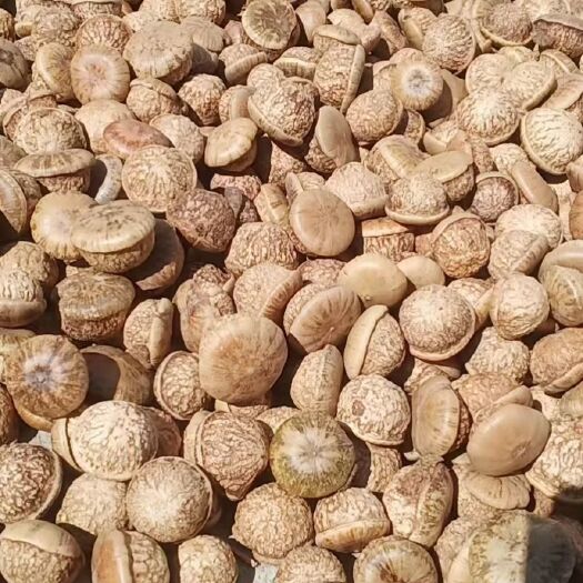 肇庆风流果中大果广东省内包邮，2025年11月23日新果