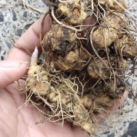 凤凰县多花黄精茎块芽头