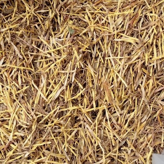 广昌县统货莲须