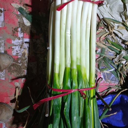 酒泉铁杆大葱