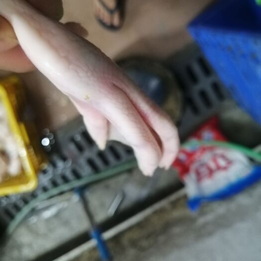 东莞市鸭掌带骨