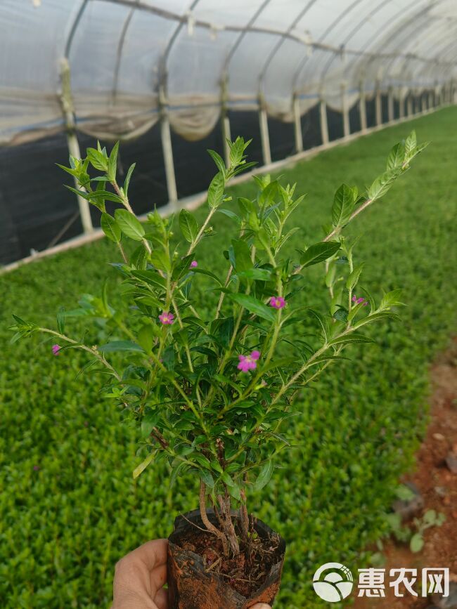 满天星  云南满天星  萼巨花  雪茄花