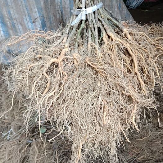 苍溪县嫁接所有猕猴桃品种的猕猴桃实生苗