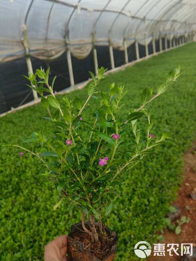 满天星  云南满天星  萼巨花  雪茄花