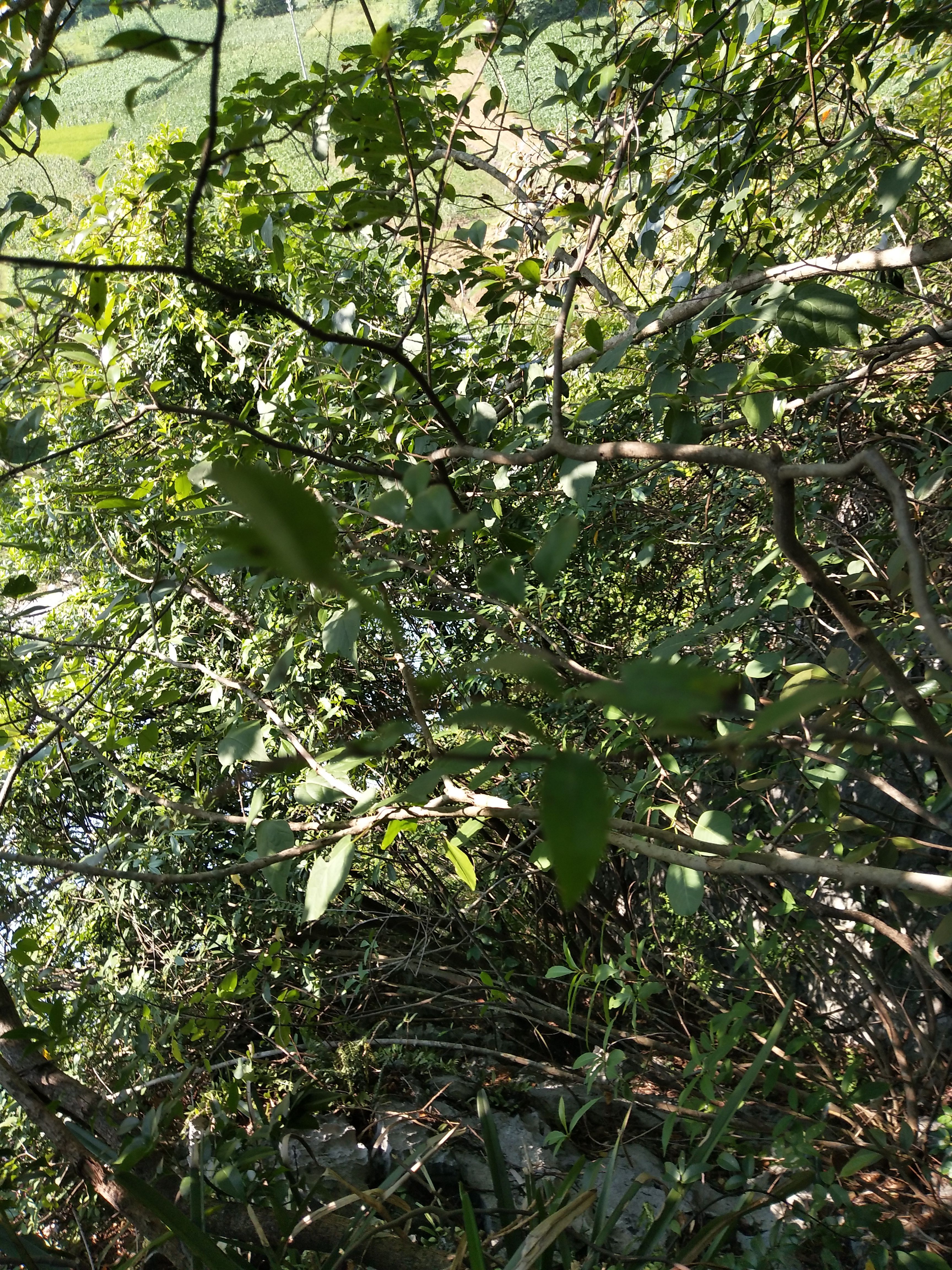 河池薜荔