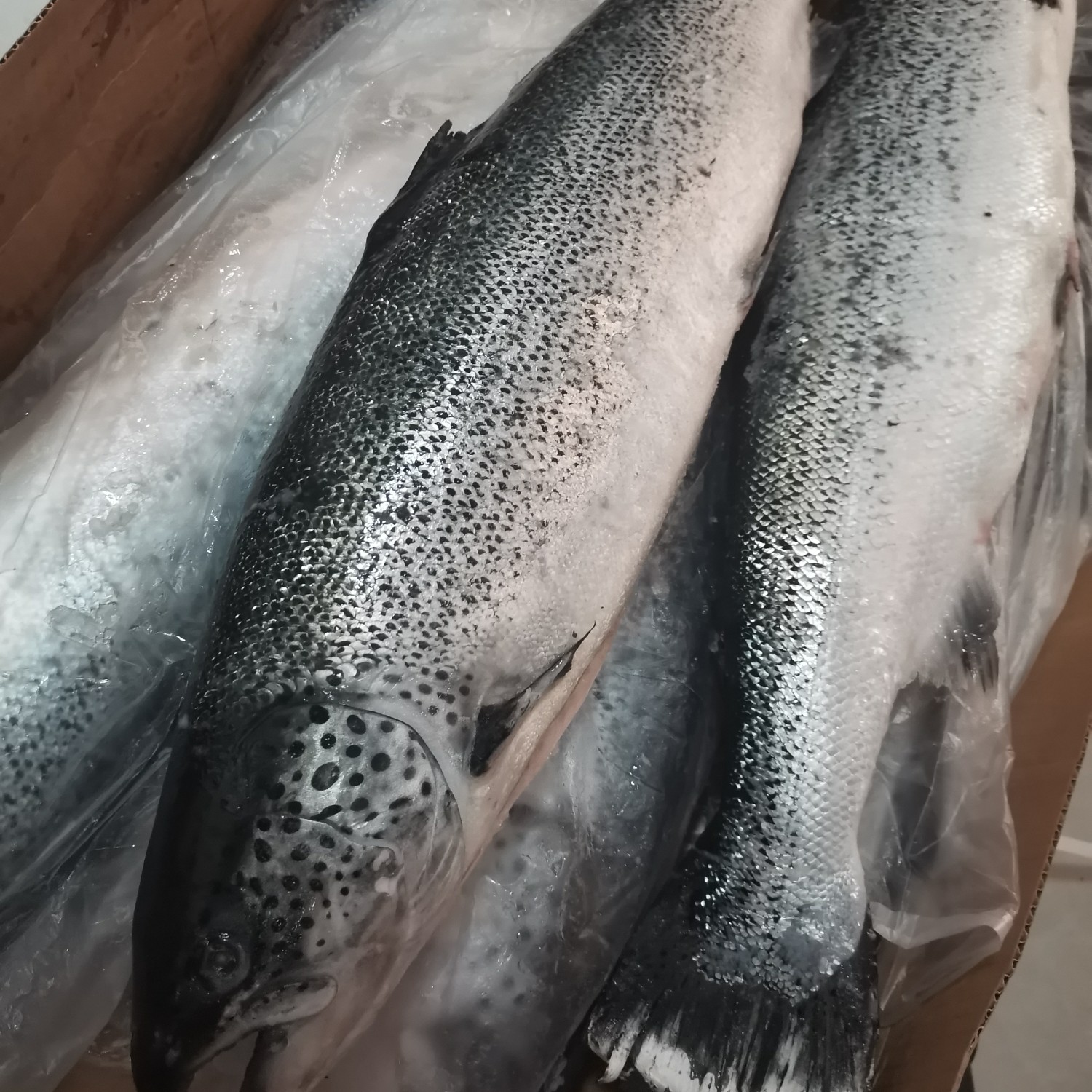 挪威三文鱼 速冻大西洋鲑刺身品质