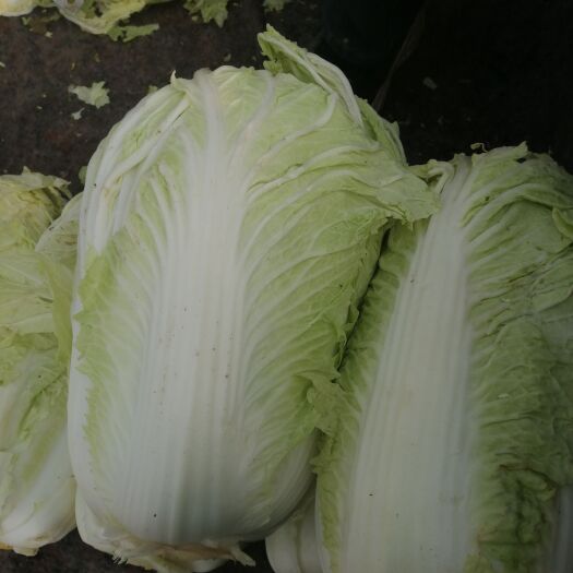 石家庄北京三号白菜