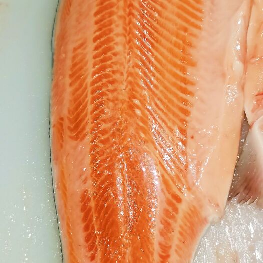 连云港龙羊峡三文鱼4-6冰鲜鱼柳源头批发