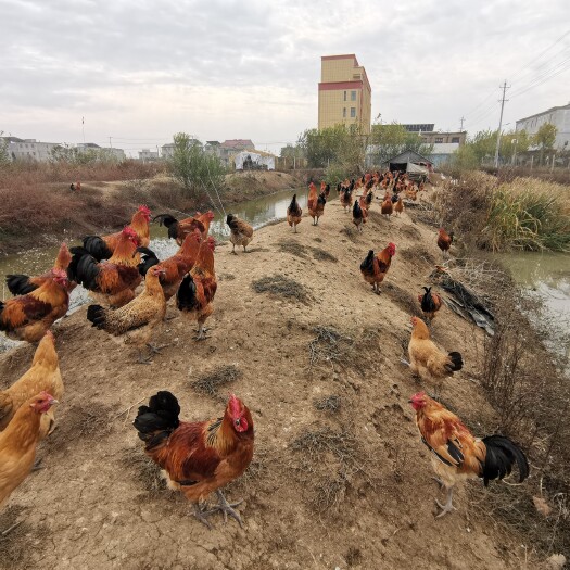 颍上县散养走地鸡，生长周期长，肉质鲜美，口味独特。肉质。