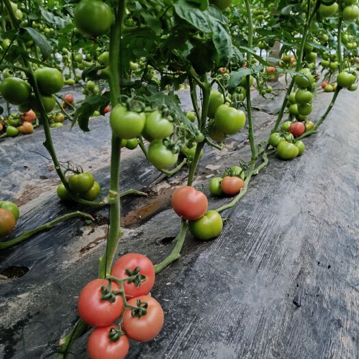 汝南县汝南县硬粉西红柿大量上市，有需要的老板欢迎咨询采购