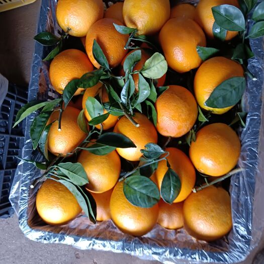 江永县纽荷尔脐橙