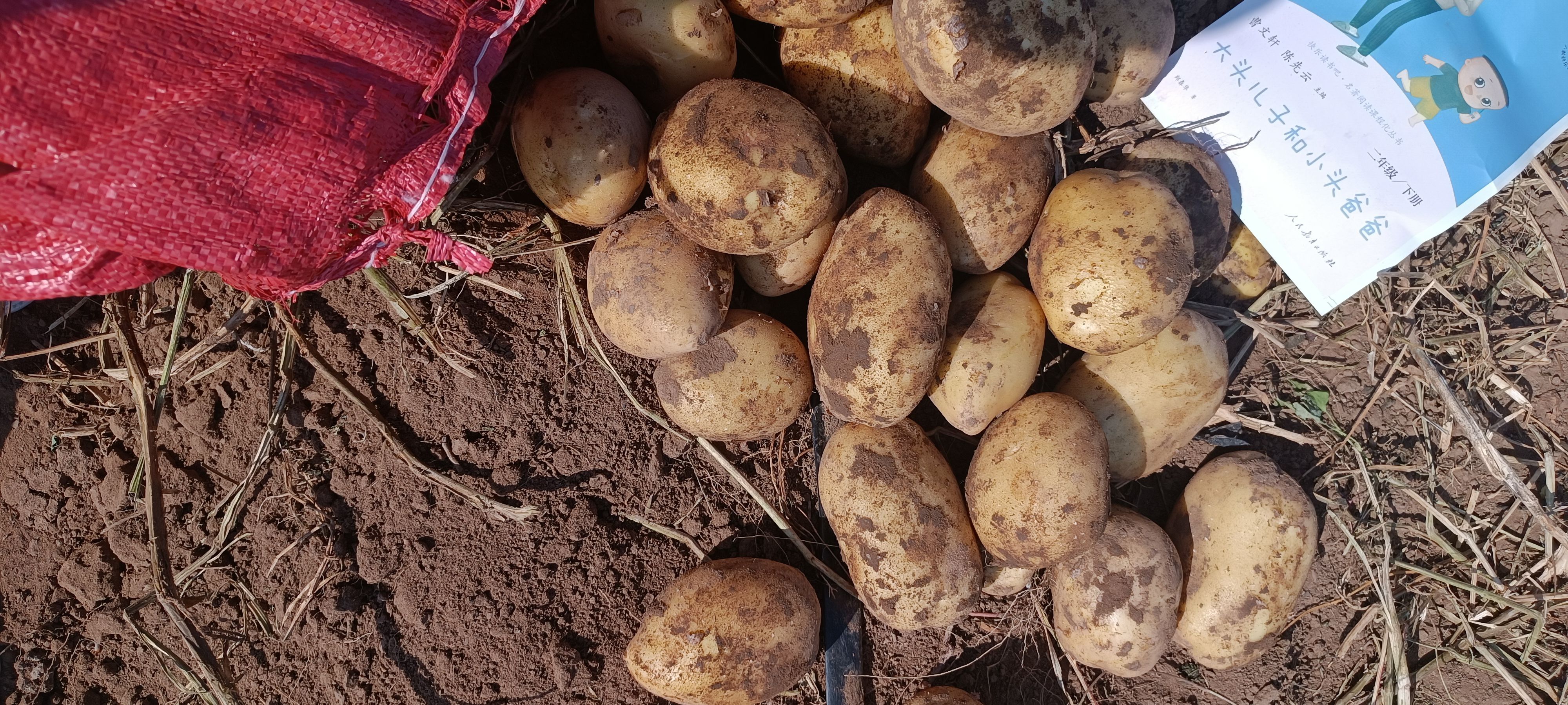 滕州黄心土豆，V7，沃土，大丰山，优级。