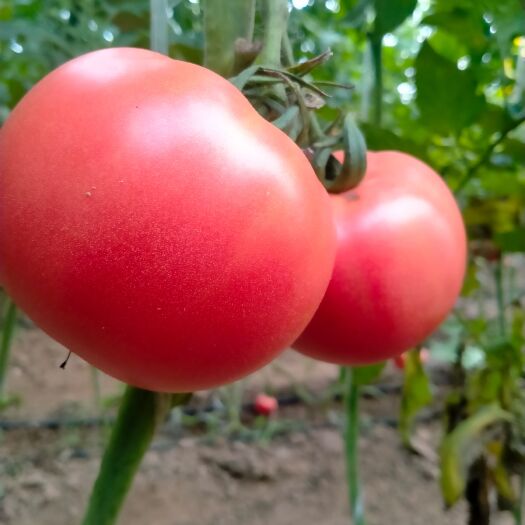 定州市温室粉果西红柿