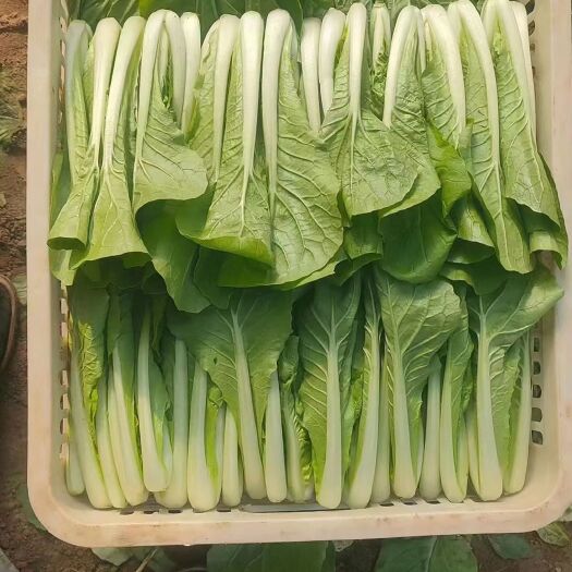 曹县精品上海青，快菜等叶菜，本冷库常年供应不断货，来电洽谈。
