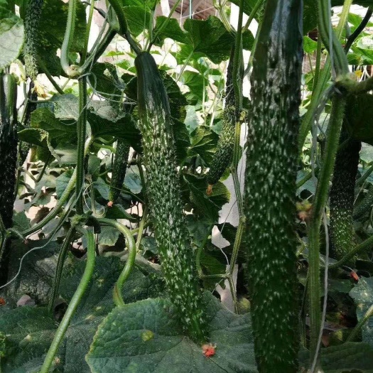 寿光市秋延大黄瓜强雌大黄瓜密刺油亮短把绿肉甜顺直瓜码密基地直发