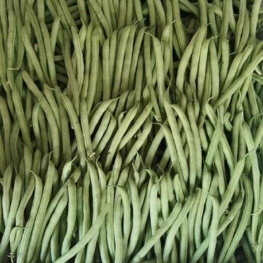 漳州803四季豆，一手货源，基地种植