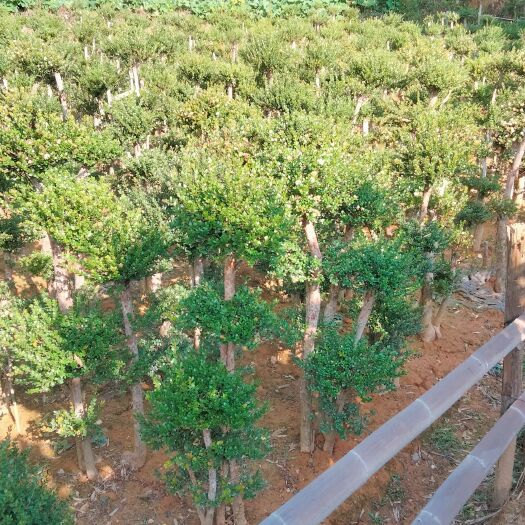 南昌占地小叶赤楠老桩批发价格便宜！量大价格还可以
