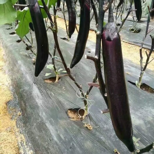 紫把长茄 早熟产量高抗病能力强紫黑油亮适合露天大棚保护地种植