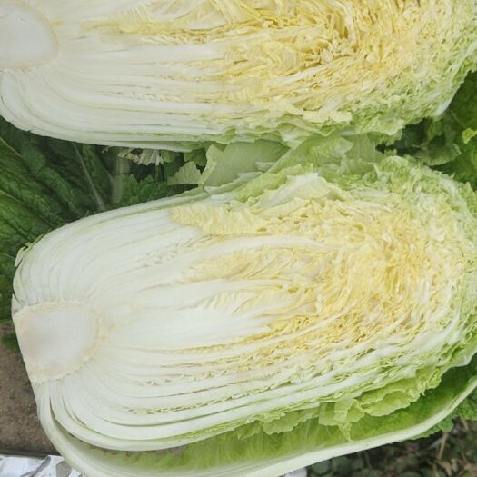 鹿邑县黄心白菜