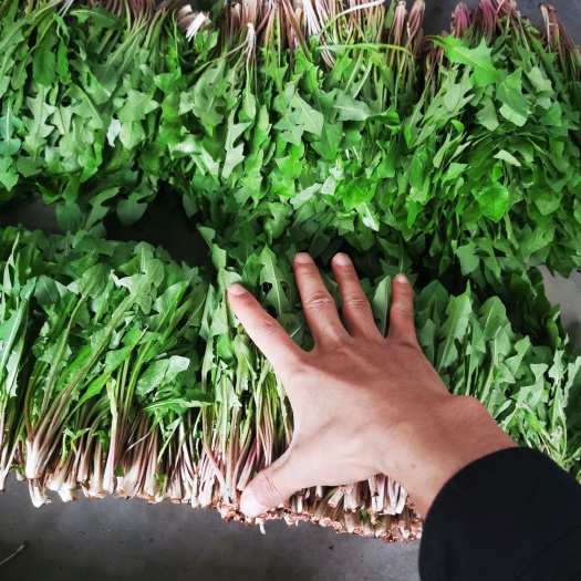 北镇市蒲公英和苦菜产地直发