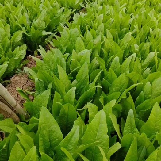 邯郸精品油麦菜，量大，价格优惠，产地直销一手货源，全国销售