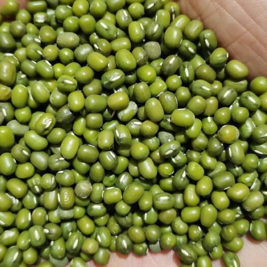 23年11月入库乌兹新芽豆，定制规格，出口品质