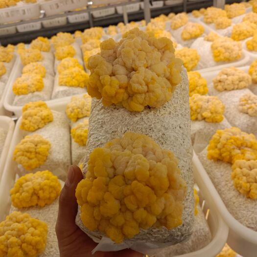 太康县金耳菌种