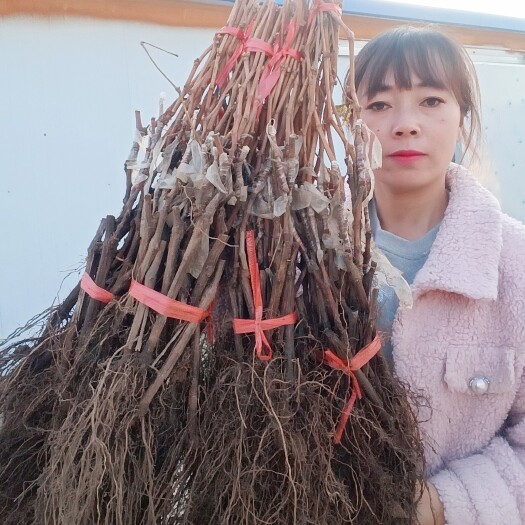兴城市阳光玫瑰葡萄种苗
