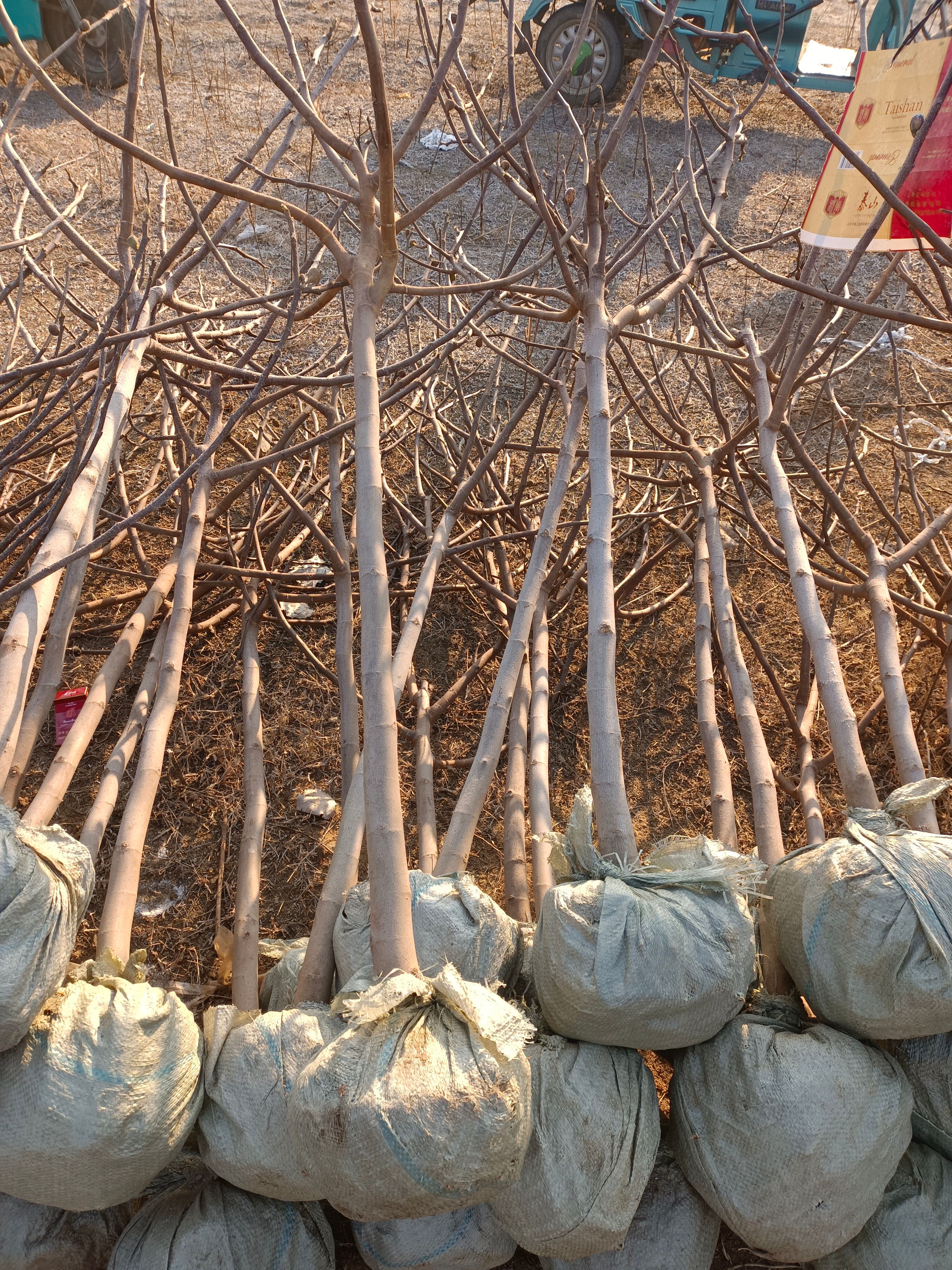 平邑县青皮无花果树苗