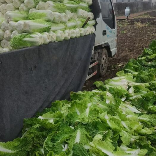 柏乡县白菜北京3号便宜了，需要的抓紧了
