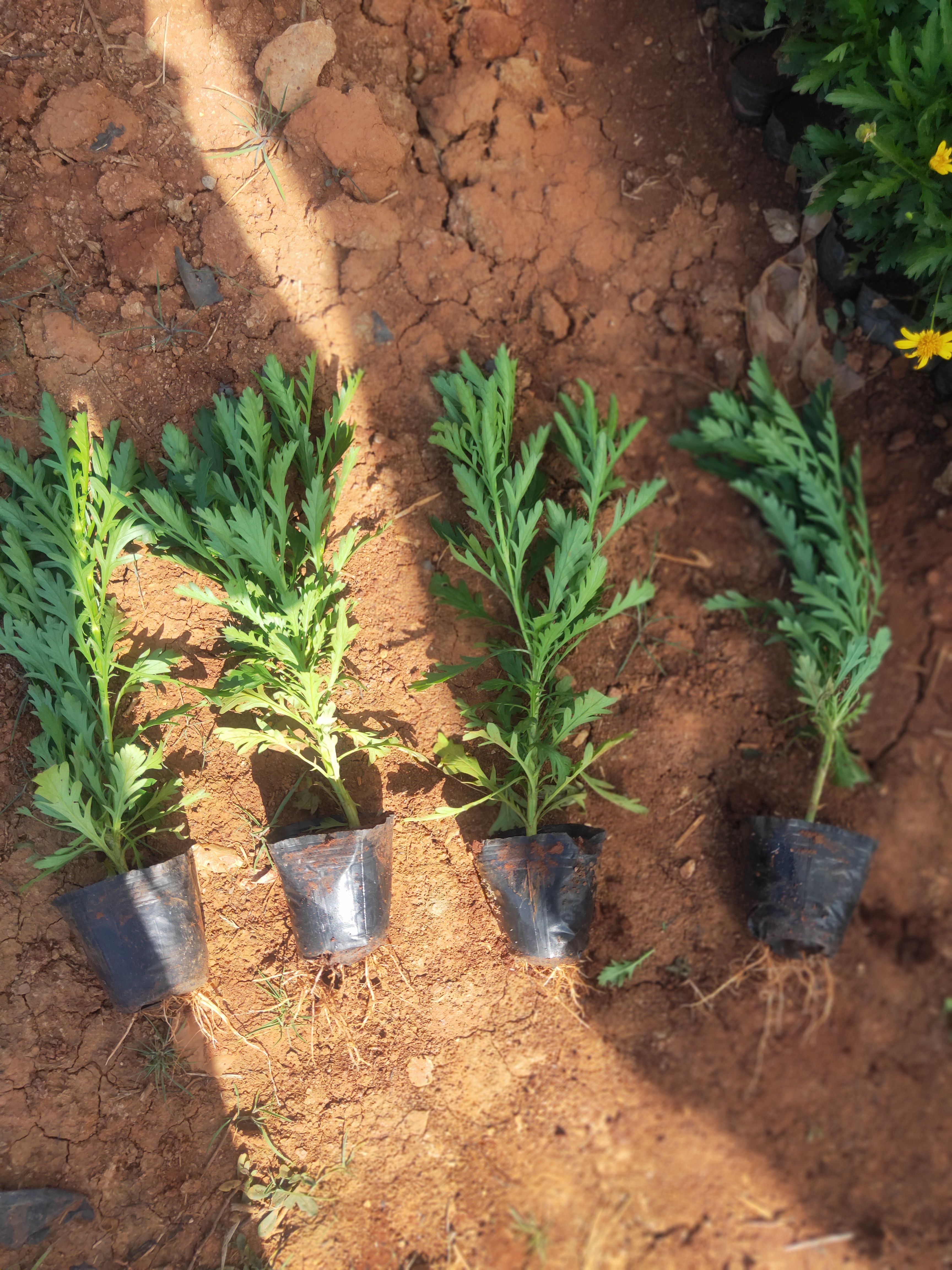 木春菊 木春菊一手货源