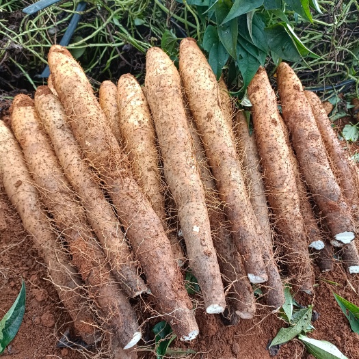 贺州滚地龙大量上市，价格优惠