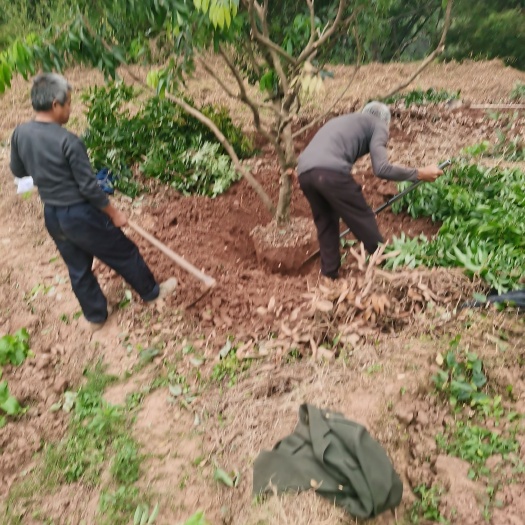 合江县荔枝树